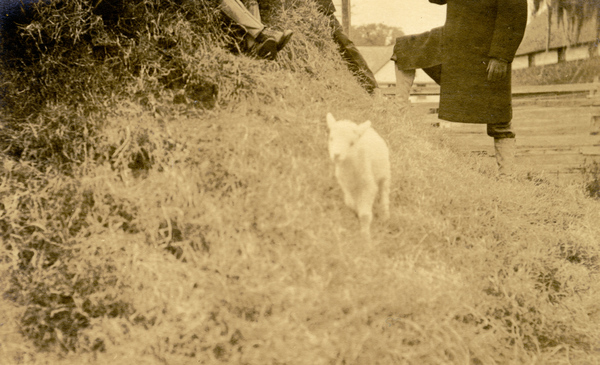 Postcard showing lamb in some hay.