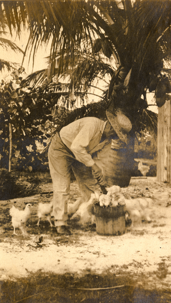 Koreshan feeding chickens in Estero, Florida.