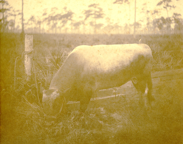 Bull in Estero, Florida.