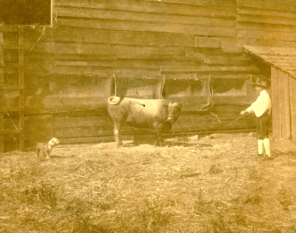 Koreshan with bull and dog in Estero, Florida.