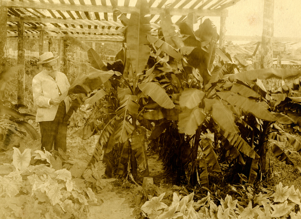 Professor Henry Nehrling viewing the Musa zebrina under the slat house in his garden at Gotha, Florida.