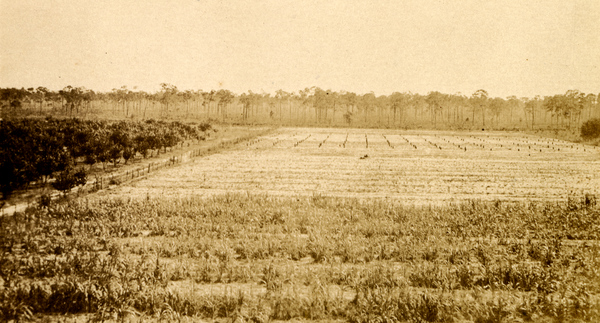 Bird's eye view of a Koreshan farm in Estero, Florida.