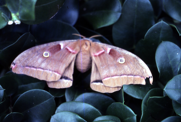 Polyphemus moth at the Koreshan State Historic Site park in Estero, Florida.