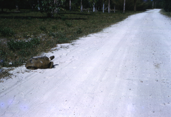 Gopher turtle in Florida.