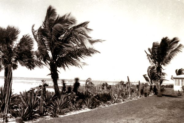 Cactus garden at the beach in Naples, Florida.