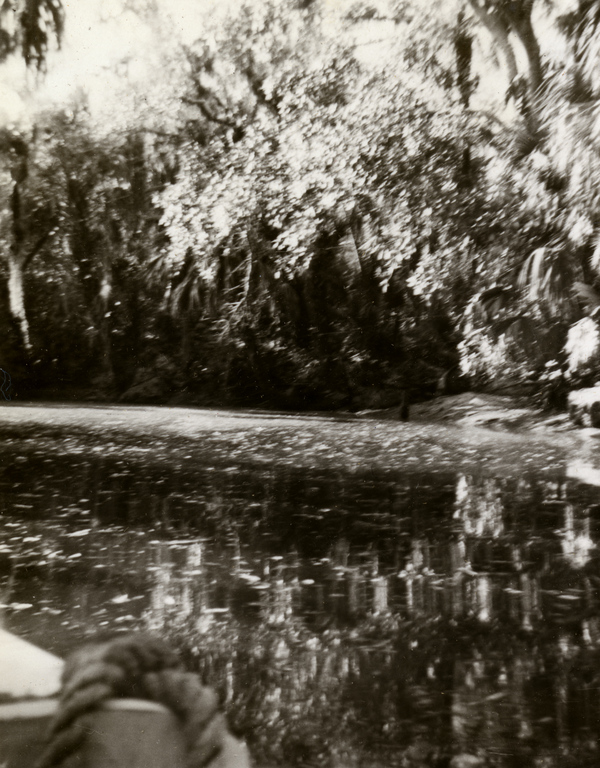 Scenic view of the Estero River.