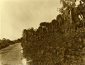 Conner's Highway skirting Lake Okeechobee near Canal Point.