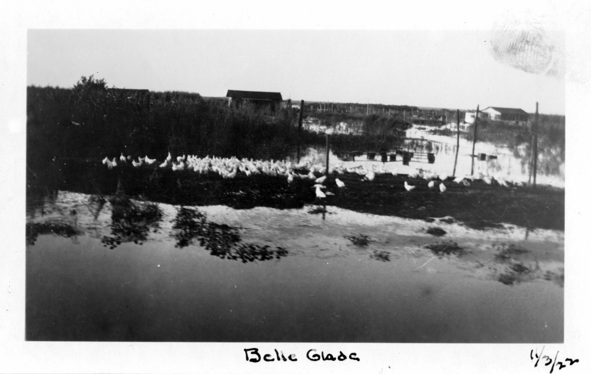 Small island full of chickens escaping floodwaters at Belle Glade.