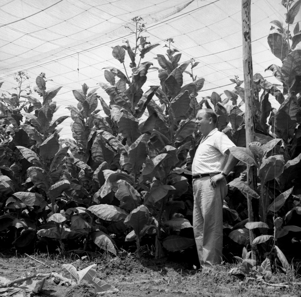 mh 30 tobacco Tobacco smoking