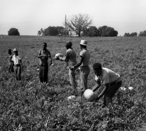 African American workers harvesting watermelons in Monticello.