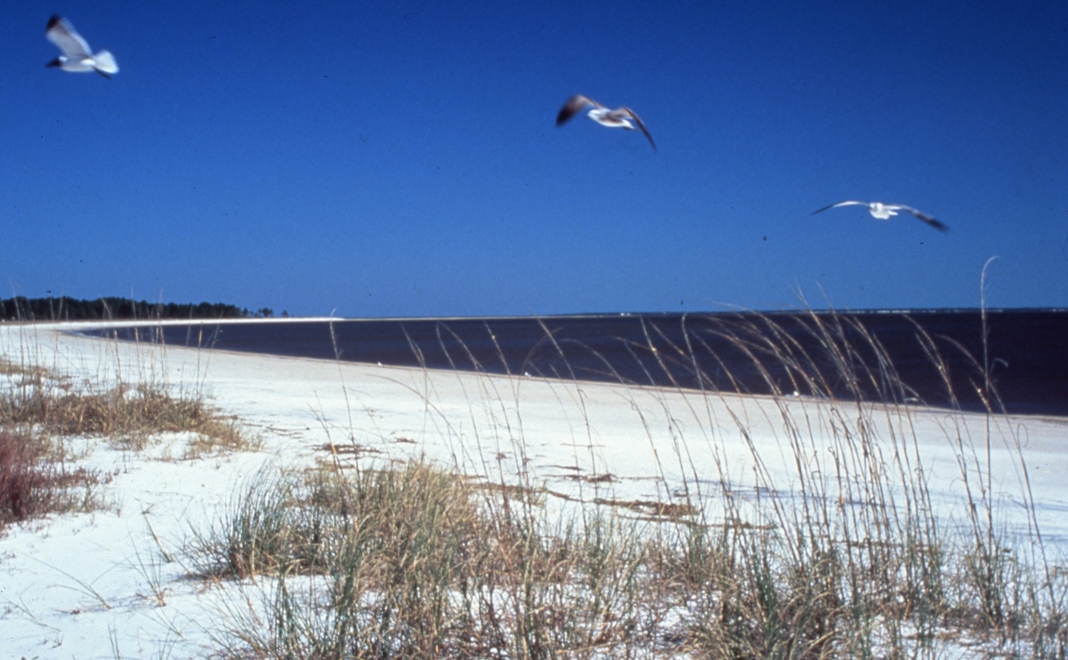 Scenic view of Carrabelle Beach, Florida.