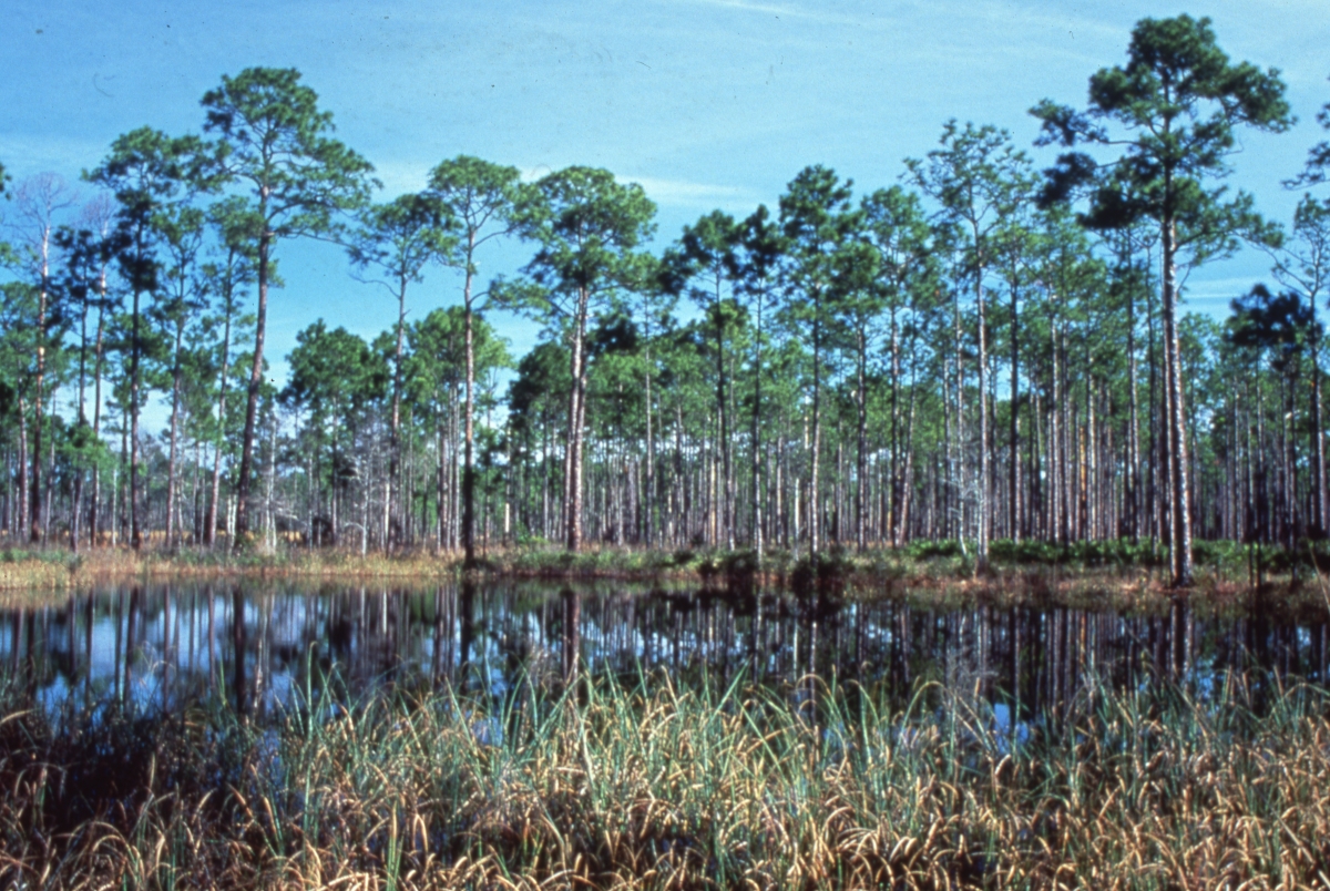 Scenic view at Ochlockonee River State Park near Sopchoppy, Florida.