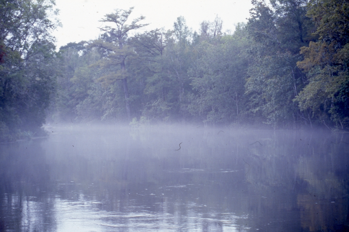 Landscape viewed through the misty fog in Tallahassee, Florida.