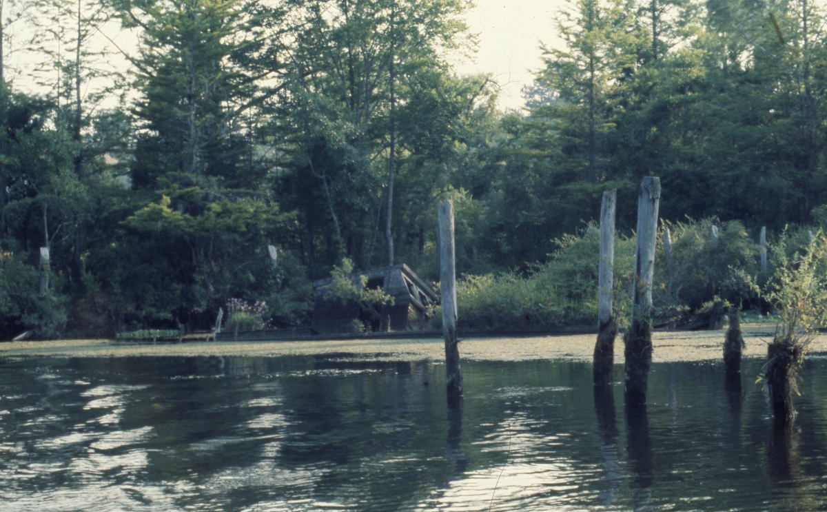 Shipwreck in the St. Marks River near the Newport Marine Industries boatyard.