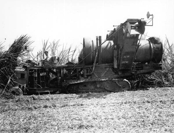Sugarcane harvester