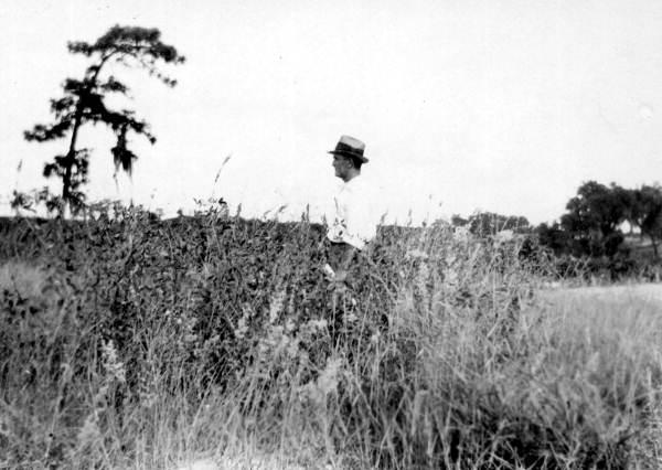 Man standing in a field of crotalaria striata - Lake Alfred, Florida