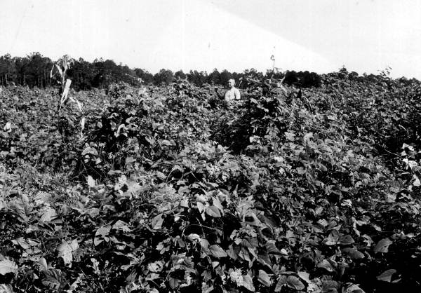 Man standing in a field of velvet beans - La Crosse, Florida