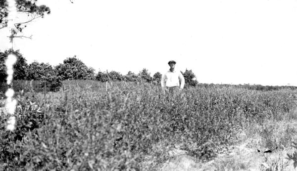 Man standing in field of crotalaria - Brevard County, Florida.