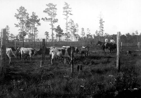 Cattle at Penney Farms ranch on lot 1 - Penney Farms, Florida