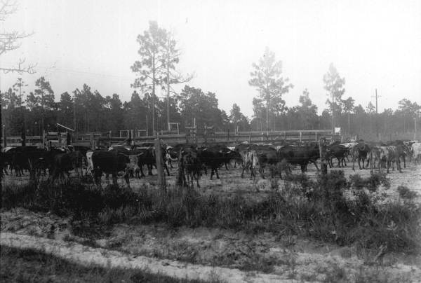 Cattle at Penney Farms ranch - Penney Farms, Florida