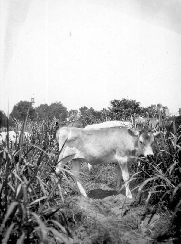 Calves grazing on Napier grass
