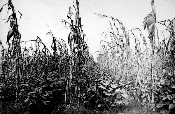 Corn stalks and peanut plants