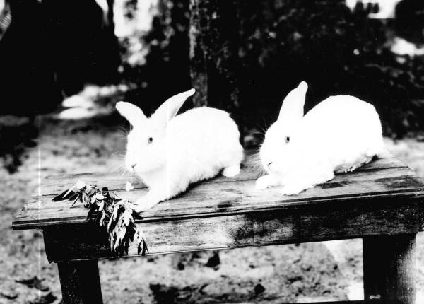 Two rabbits eating crotalaria