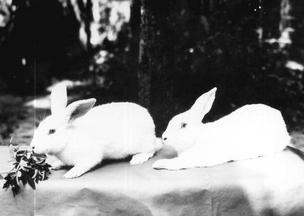 Two rabbits eating crotalaria