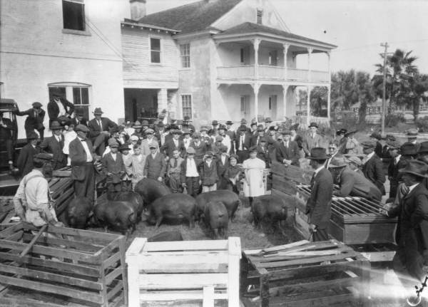 Pig club sale in Saint Johns County
