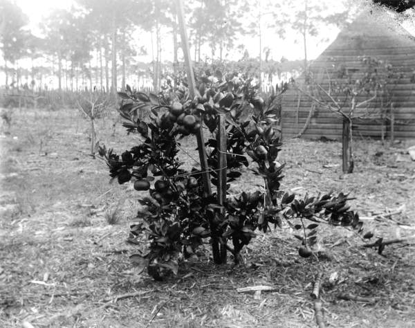 Ponderosa lemon - Eastpoint, Florida