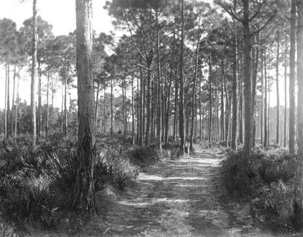 Road to school - Eastpoint, Florida