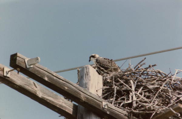 Osprey in its nest on Little Torch Key