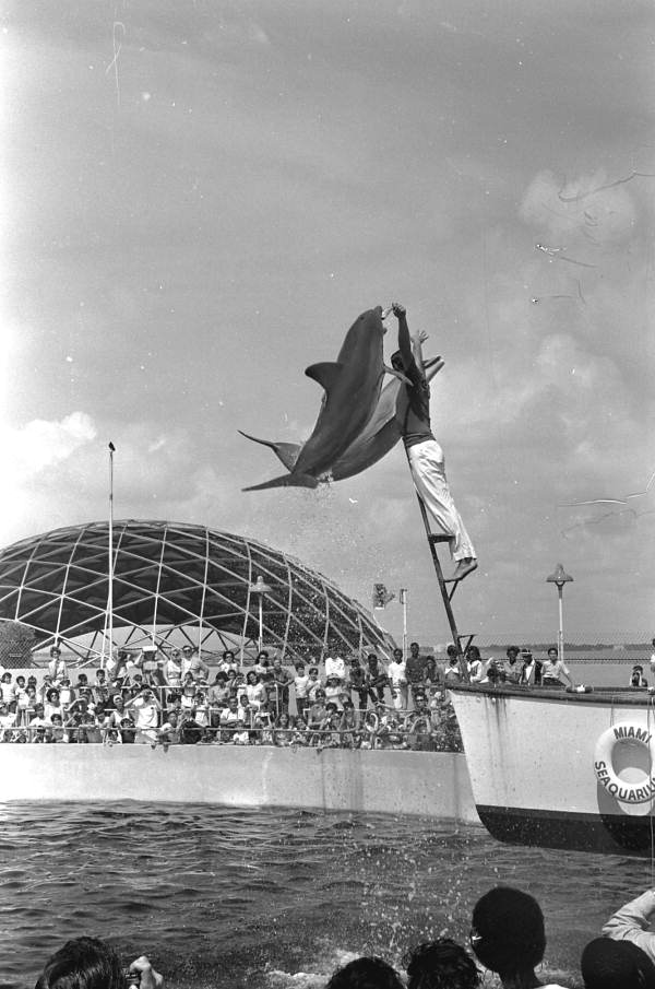 Dolphins leaping for fish in trainer's hands at the Miami Seaquarium - Miami, Florida.