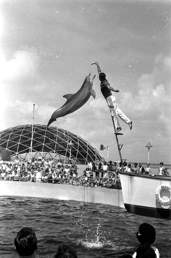 Dolphin leaping for fish from trainer's hand at the Miami Seaquarium - Miami, Florida.