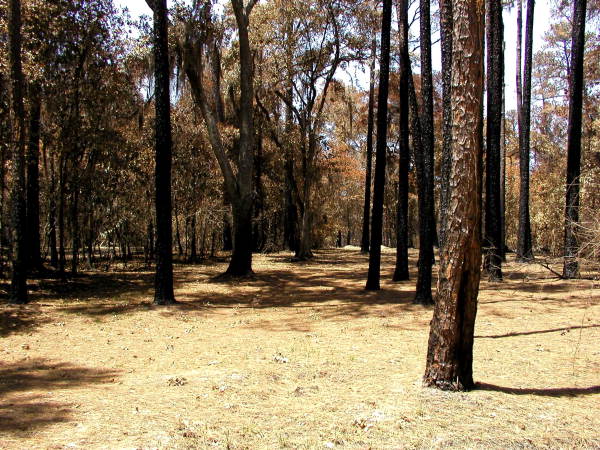 Charred trees in Bradford County.