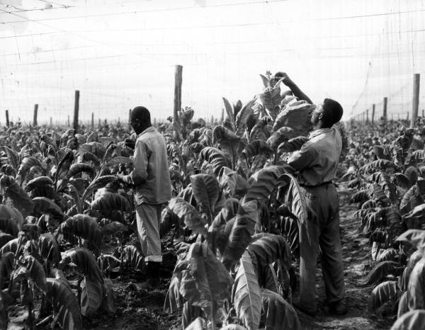 Florida Memory • Workers removing tobacco buds on a farm in Quincy, Florida