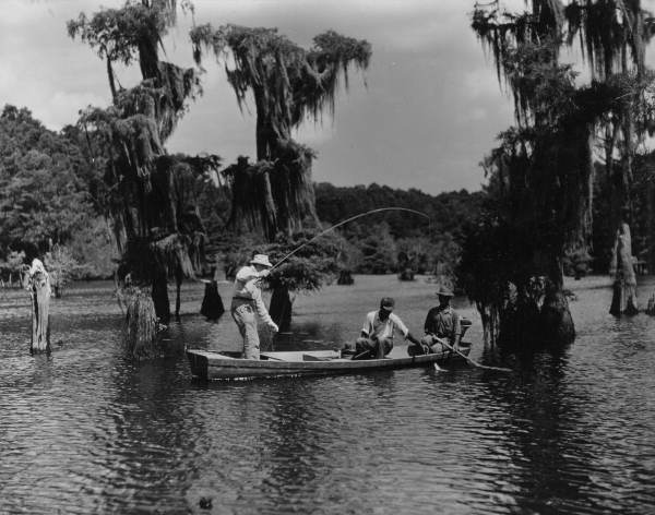 Howe Sadler bringing in a bass on a fly rod from Dead Lakes at Wewahitchka, Florida.