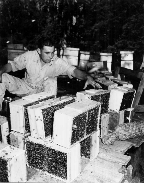 Lawrence Young preparing boxes of tupelo honey bees for shipment in Apalachicola, Florida.