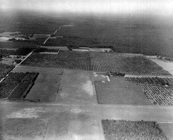 Aerial view of a Tung orchard in Crestview, Florida.
