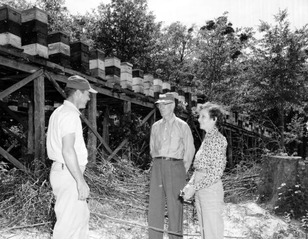 Beekeepers standing near tupelo honey beehives along the Apalachicola River in Gulf County, Florida.