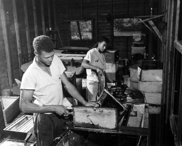 Whitfield Apiaries employees processing honeycombs for the tupelo honey.