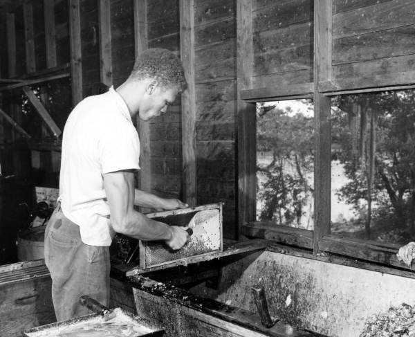Whitfield Apiaries employee processing honeycombs for the tupelo honey.