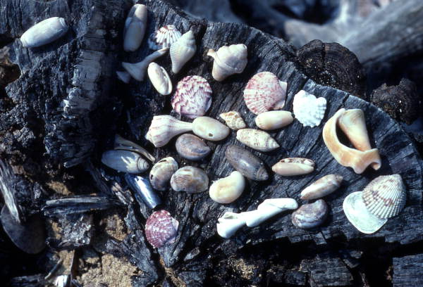 Various seashells collected at Sanibel Island, Florida.