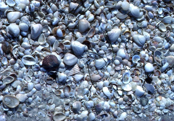 View of seashells on the beach at Sanibel Island, Florida.