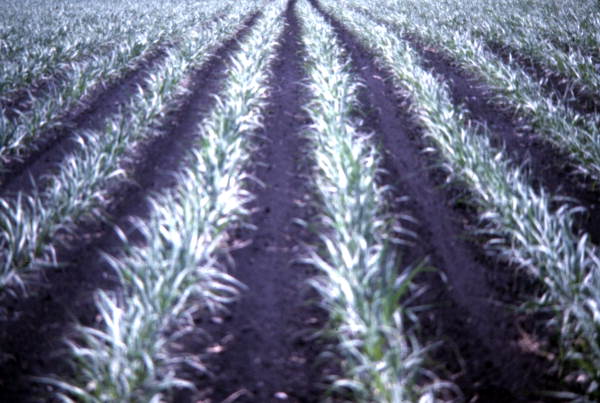 Close-up view of crops on farmland in Clewiston, Florida.