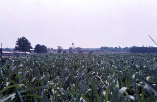 View showing crops on farmland in Clewiston, Florida.