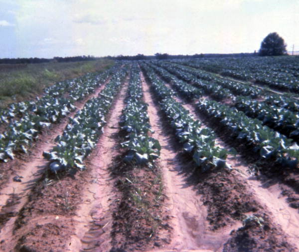 View showing rows of crops on farmland in Clewiston, Florida.