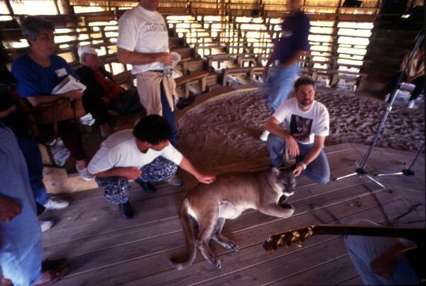 Visitors petting a Florida panther at the Billie Swamp Safari attraction located on the Big Cypress Seminole Indian Reservation in Clewiston, Florida.