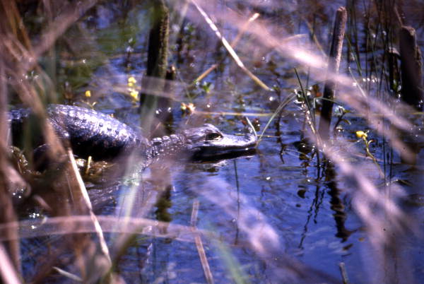 Gator in Shark Valley at the Everglades National Park.
