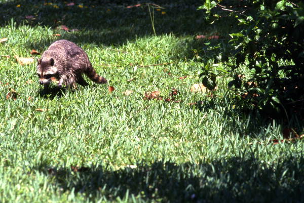 View showing a raccoon in the Everglades National Park.